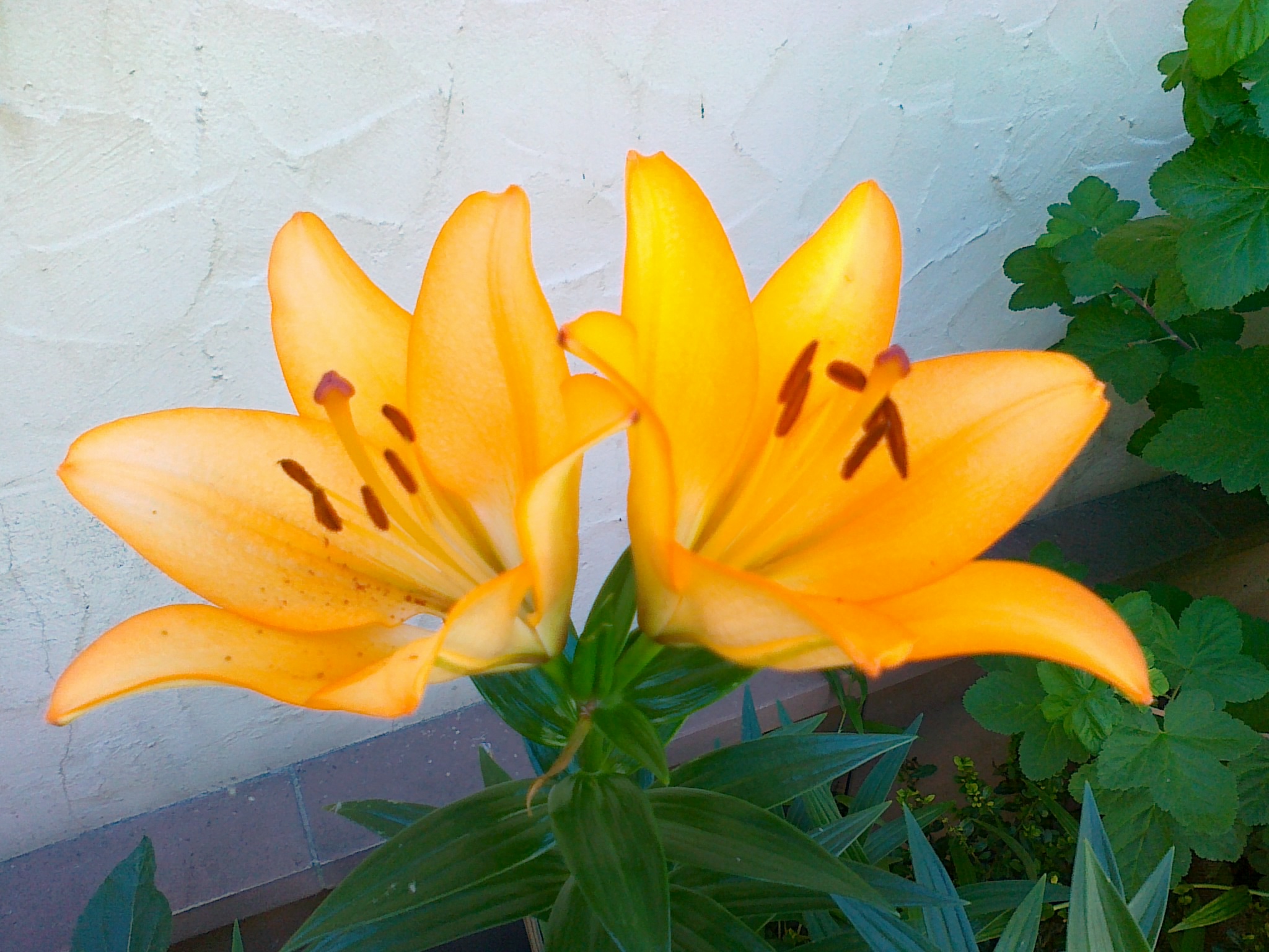 Lilien in orange