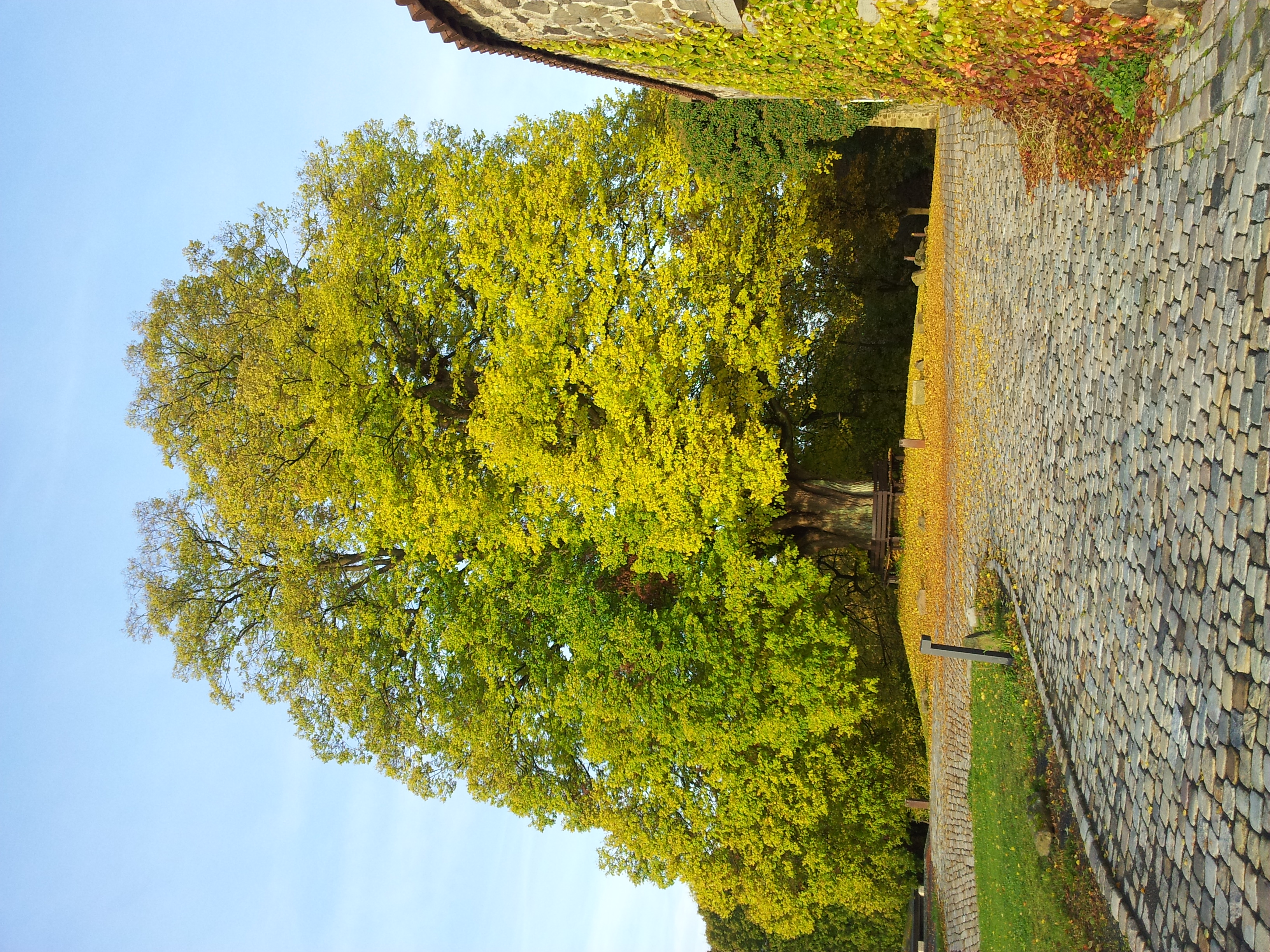 Baum